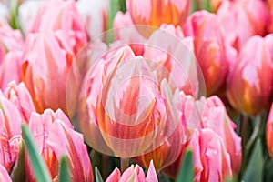 coral pink tulip buds with water drops close-up