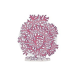 Coral pink. Vector coralline reef ocean animal underwater life doodle line isolated illustration.