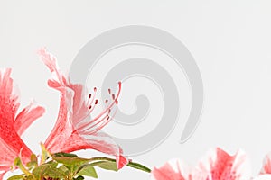 Coral pink and white azalea bloom