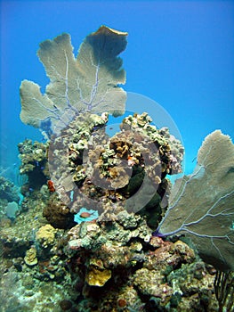 Coral pinnacle photo