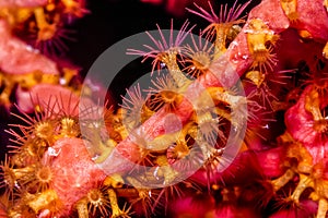 Coral polyp at night