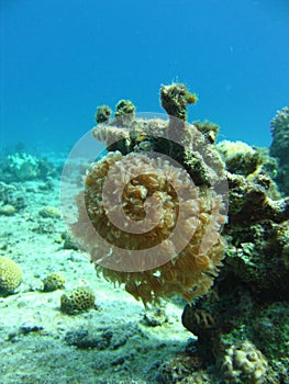 Coral polyps