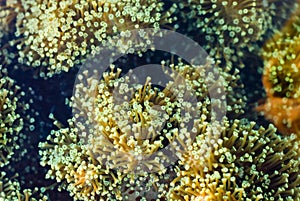 Coral polyps