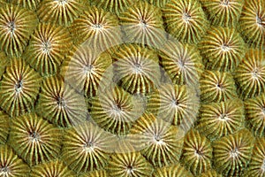 Coral Polyps