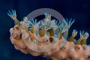 Coral Polyps