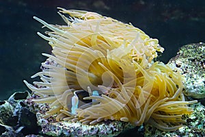 Coral polyps, bladder anemone