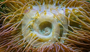 Coral polyps are bladder anemones