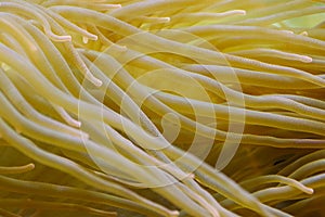 Coral polyps are bladder anemones