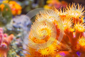 Coral polyps of deep yellow color with loose stinging cells for phytoplankton catcher