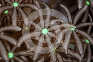 Coral Polyps in Indonesia