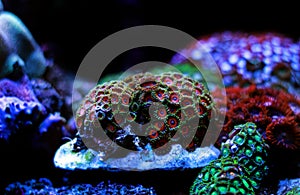 Coral polyps in reef aquarium tank scene