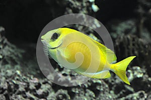 Coral rabbitfish