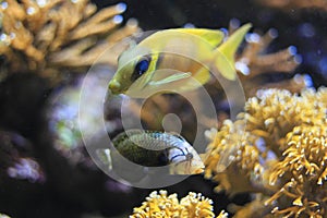 Coral rabbitfish