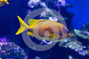Coral Rabbitfish in tropical water