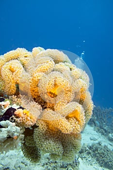 Coral reaf with yellow mushroom leather coral at the bottom of tropical sea