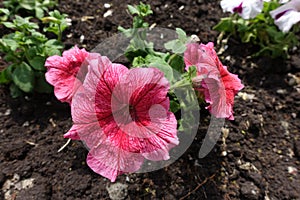 Coral red flowers of petunias in the flowerbed