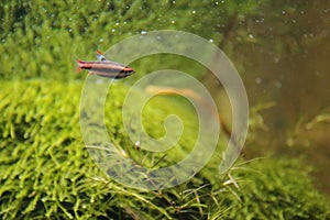 Coral red pencilfish