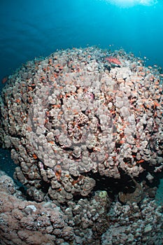 Coral in the Red Sea