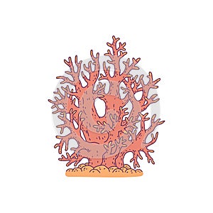 Coral red. Vector coralline reef ocean animal underwater life doodle line isolated illustration.