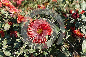 Coral red and yellow flower of Chrysanthemum