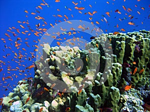 Coral reef