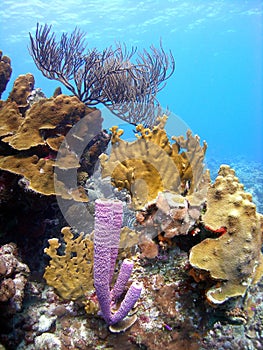 Coral reef