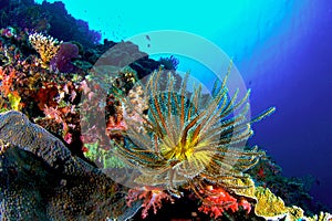 Coral Reef photo