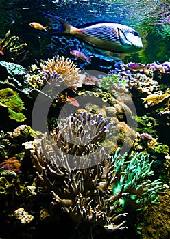 Coral reef photo