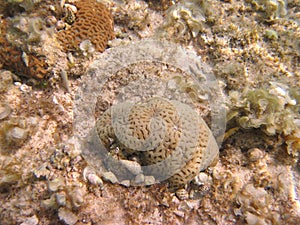 Coral reef
