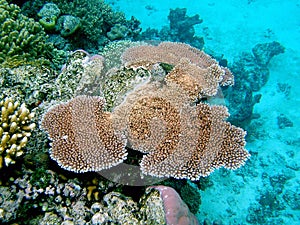 Coral on The Reef