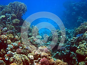 Coral reef 2 photo