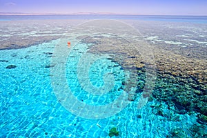 Coral reef (2). Red Sea. Egypt.