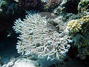 Coral reef