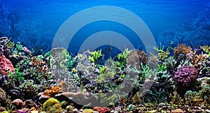 Coral Reef