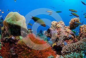 Coral reef