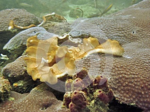 Coral Reef