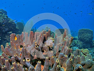 Coral reef