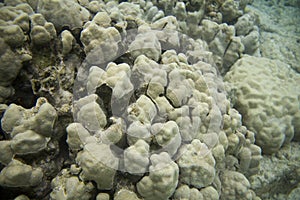 Coral Reef 409