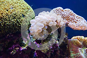 Coral Reef