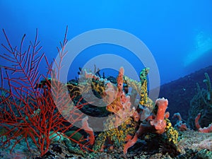 Coral Reef img
