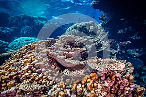 Coral reef