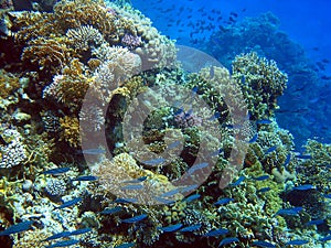 Coral reef photo