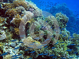 Coral reef