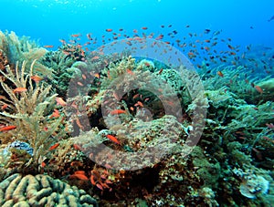 Coral reef