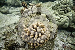 Coral Reef