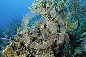 Coral Reef