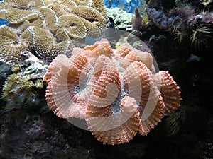 Coral Reef