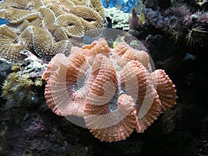 Coral Reef photo