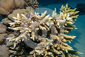 Coral reef with Acropora coral (Scleractinia) at sandy bottom of tropical sea, underwater lanscape