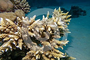 Coral reef with Acropora coral (Scleractinia) at sandy bottom of tropical sea, underwater lanscape photo